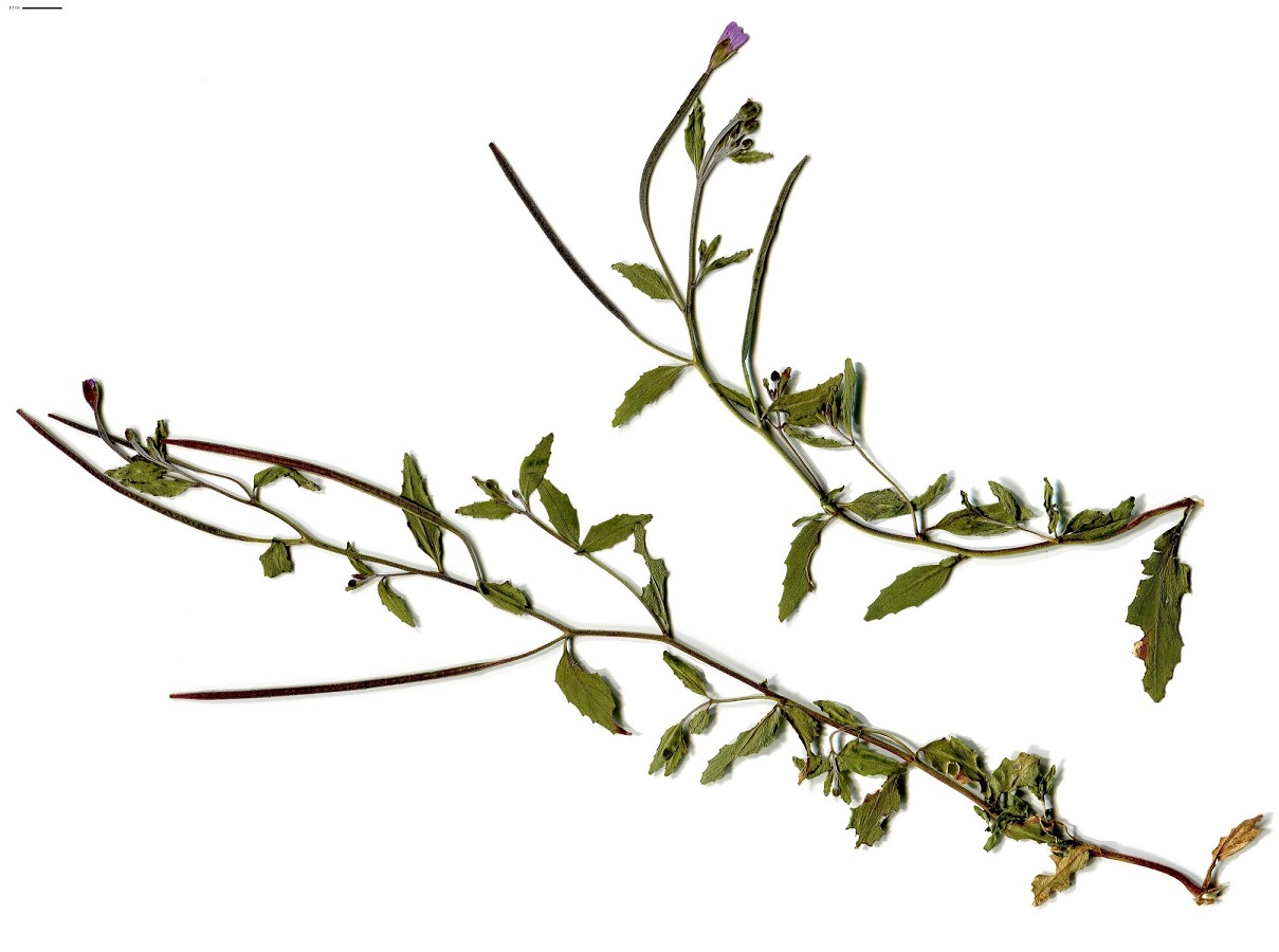 Epilobium collinum (Onagraceae)